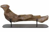 Triceratops Mandible (Lower Jaw) - Montana #113103-4